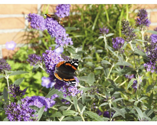Schmetterling auf Sommerflieder im Garten
