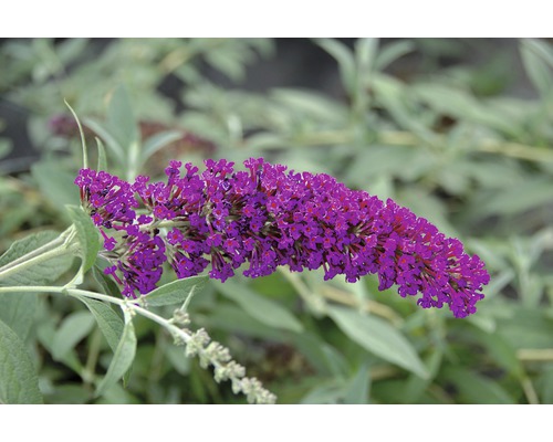 Schmetterlingsflieder mit Blüte