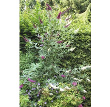 Schmetterlingsstrauch mit lila und weißen Blüten