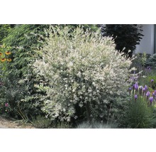 Harlekinweide im Garten