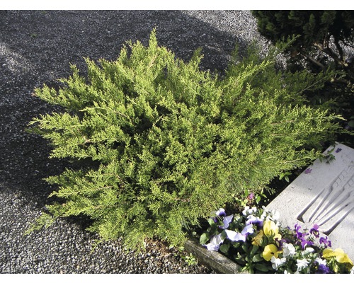 Grüner Strauchwacholder FloraSelf Juniperus media Mint Julep 30-40 cm Co 5 L Wacholderbusch im Garten
