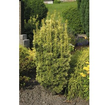 Säulenförmige Eibe im Gartenbeet