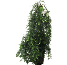 Hängende Lärche im Topf