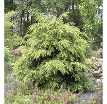 Zwerg-Hänge-Fichte im Garten