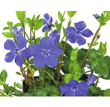 Immergrün mit blauen Blüten und grünen Blättern in einem Topf