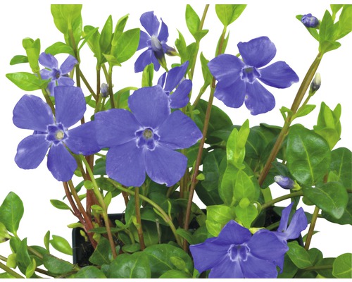 Immergrün mit blauen Blüten und grünen Blättern in einem Topf