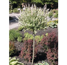 Kugelweide im Gartenbeet