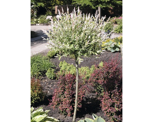 Kugelweide im Gartenbeet