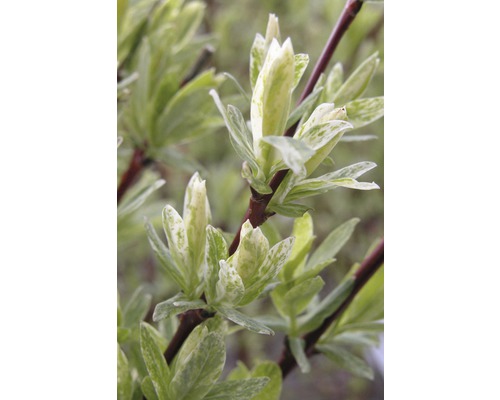 Nahaufnahme eines blühenden Zierstrauchs