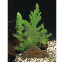 Aquariumpflanze mit Steinen und Kies