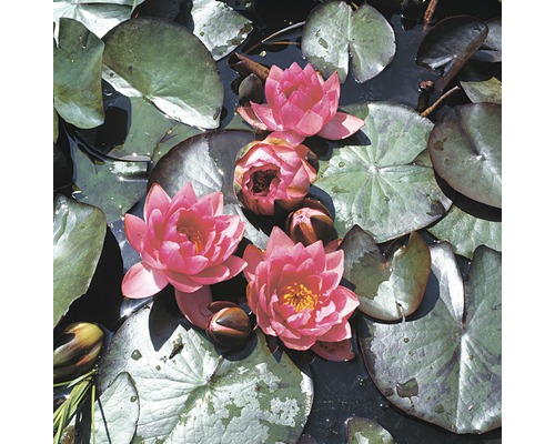 Seerosen mit Blättern im Teich