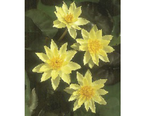 Zwerg-Seerose FloraSelf Nymphaea pygmaea 'Helvola' H 10-20 cm Co 0,6 L