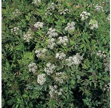 Blühende Bepflanzung mit weißen Blüten und grünen Blättern