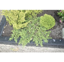 Bepflanztes Grab mit verschiedenen immergrünen Pflanzen