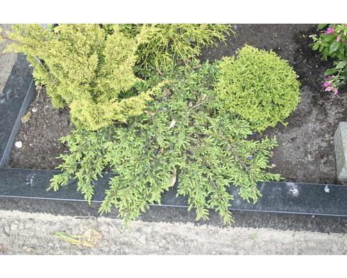 Bepflanztes Grab mit verschiedenen immergrünen Pflanzen