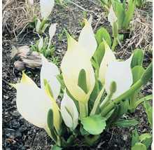 Blütenstand der Sumpf-Calla im Detail