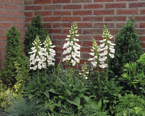 Fingerhut FloraSelf Digitalis purpurea Co 3 L sortiert, zufällige Sortenauswahl