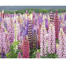 Feld mit blühenden Lupinen