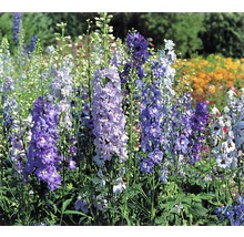 Rittersporn FloraSelf Delphinium x Hybride H 10-40 cm Co 3 L versch. Sorten