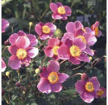 Blühende Herbst-Anemone im Garten