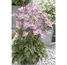 Japanische Anemone im Topf mit violetten Blüten und gelben Zentren.
