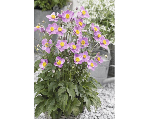 Japanische Anemone im Topf mit violetten Blüten und gelben Zentren.
