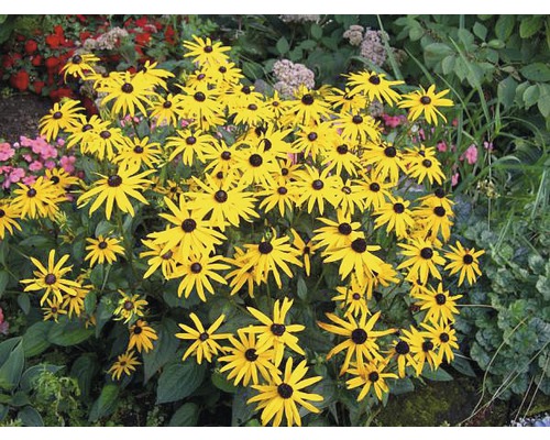 Gruppe von Rudbeckia Pflanzen mit gelben Blütenblättern und schwarzen Zentren im Garten.