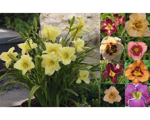 Taglilie FloraSelf Hemerocallis Hybride H 10-40 cm Co 3 L