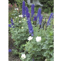 Rittersporn FloraSelf Delphinium x Hybride H 10-40 cm Co 3 L versch. Sorten