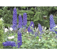 Rittersporn FloraSelf Delphinium x Hybride H 10-40 cm Co 3 L versch. Sorten