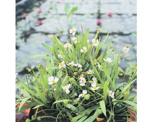 Igelschlauch FloraSelf Baldellia ranunculoides H 10-30 cm Co 0,6 L