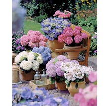 Verschiedene Hortensien in Töpfen auf einer Terrasse.