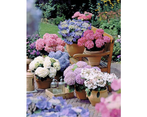 Verschiedene Hortensien in Töpfen auf einer Terrasse.