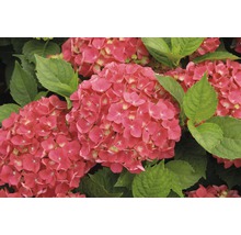 Nahaufnahme der rosa Hortensienblüten mit grünen Blättern