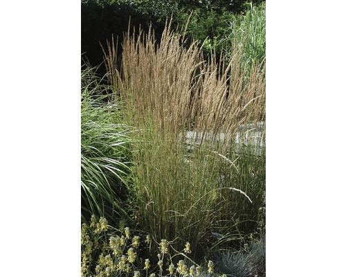 Reitgras FloraSelf Calamagrostis x acutiflora 'Karl Foerster' H 10-60 cm Co 3 L