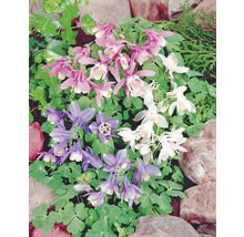 Verschiedenfarbige Akelei im Gartenbeet