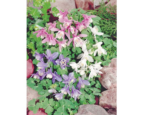 Verschiedenfarbige Akelei im Gartenbeet