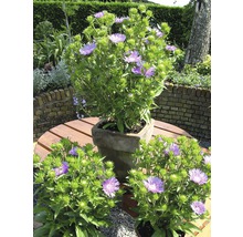 Drei Flockenblumenpflanzen auf einem Gartentisch im Freien.