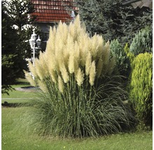 Pampasgras im Garten