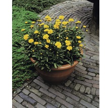 Gelbe Coreopsis-Blüten in einem Pflanzgefäß auf einem gepflasterten Weg.