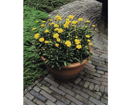 Gelbe Coreopsis-Blüten in einem Pflanzgefäß auf einem gepflasterten Weg.