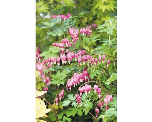 Tränendes Herz Pflanze mit herzförmigen Blüten und grünen Blättern.