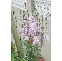 Rosa Grasnelken im Gartenbeet