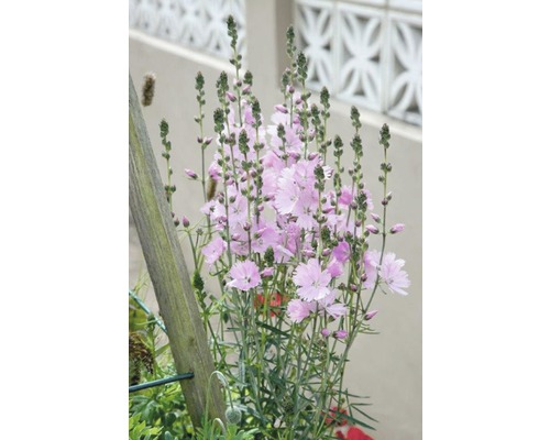 Rosa Grasnelken im Gartenbeet