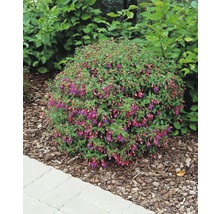 Blühende Fuchsie im Gartenbeet