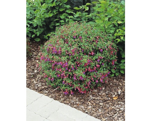 Blühende Fuchsie im Gartenbeet