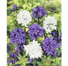 Ausschnitt der Campanula glomerata mit lila und weißen Blüten