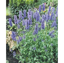 Blühende Duftnessel im Garten