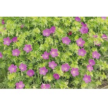 Blühende Geranie im Gartenbeet