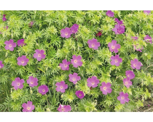 Blühende Geranie im Gartenbeet